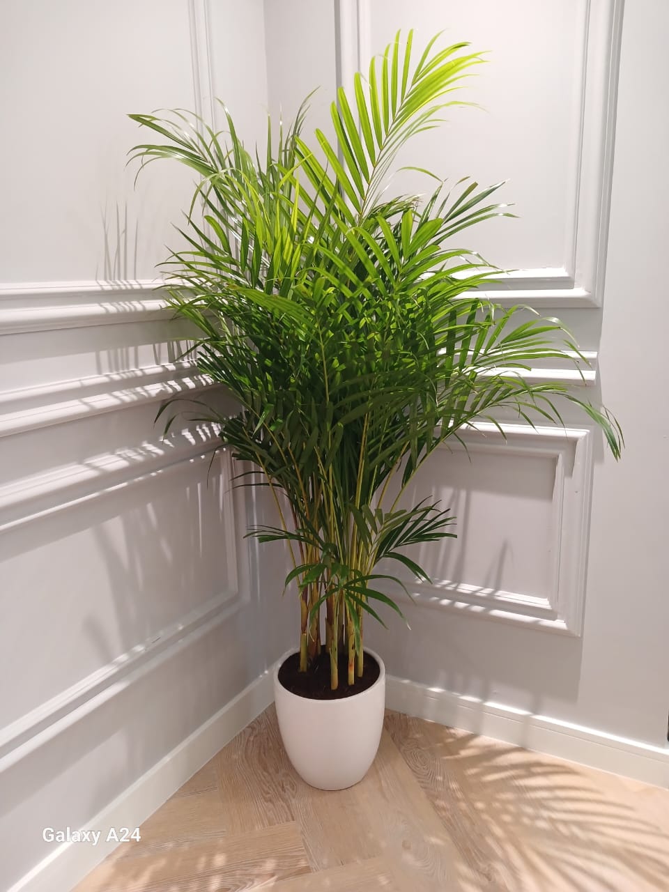 AA Areca Palm in white pot Each PROMO