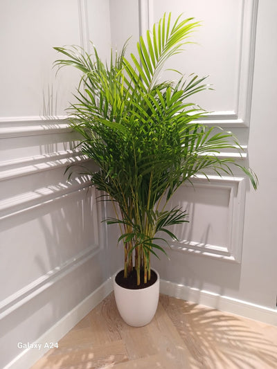 Areca Palm in white pot Each PROMO Best Seller