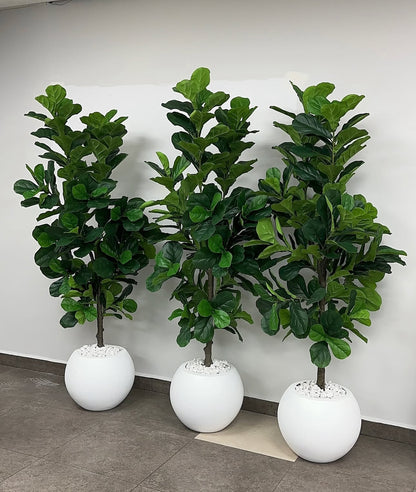 Artificial Fig Fiddle Tree Big in White Fiber Pot 2m