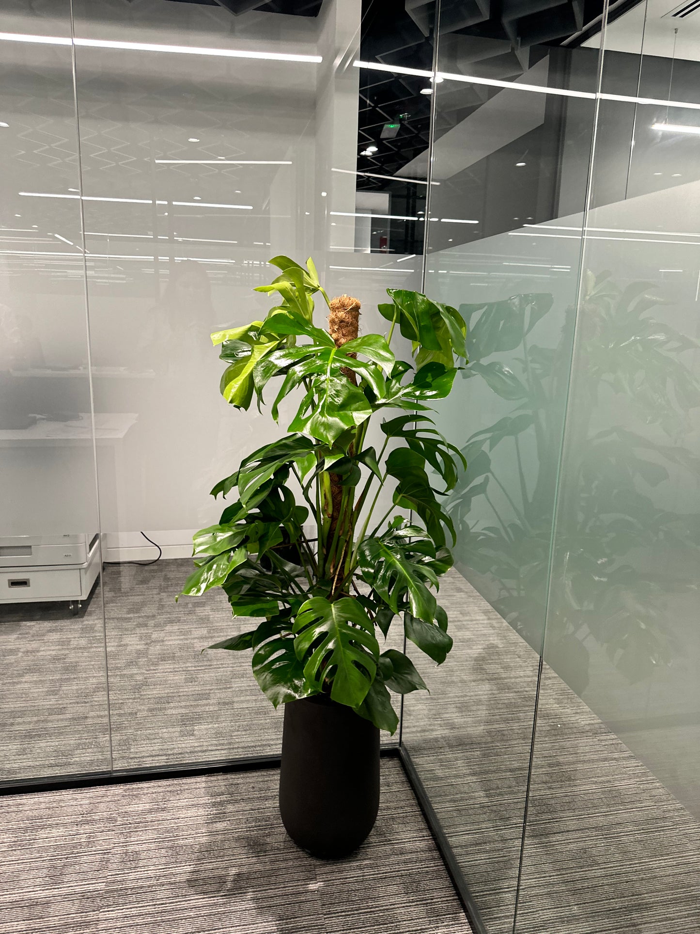 AA Premium Office Plants Bundle in Fiber Pot New