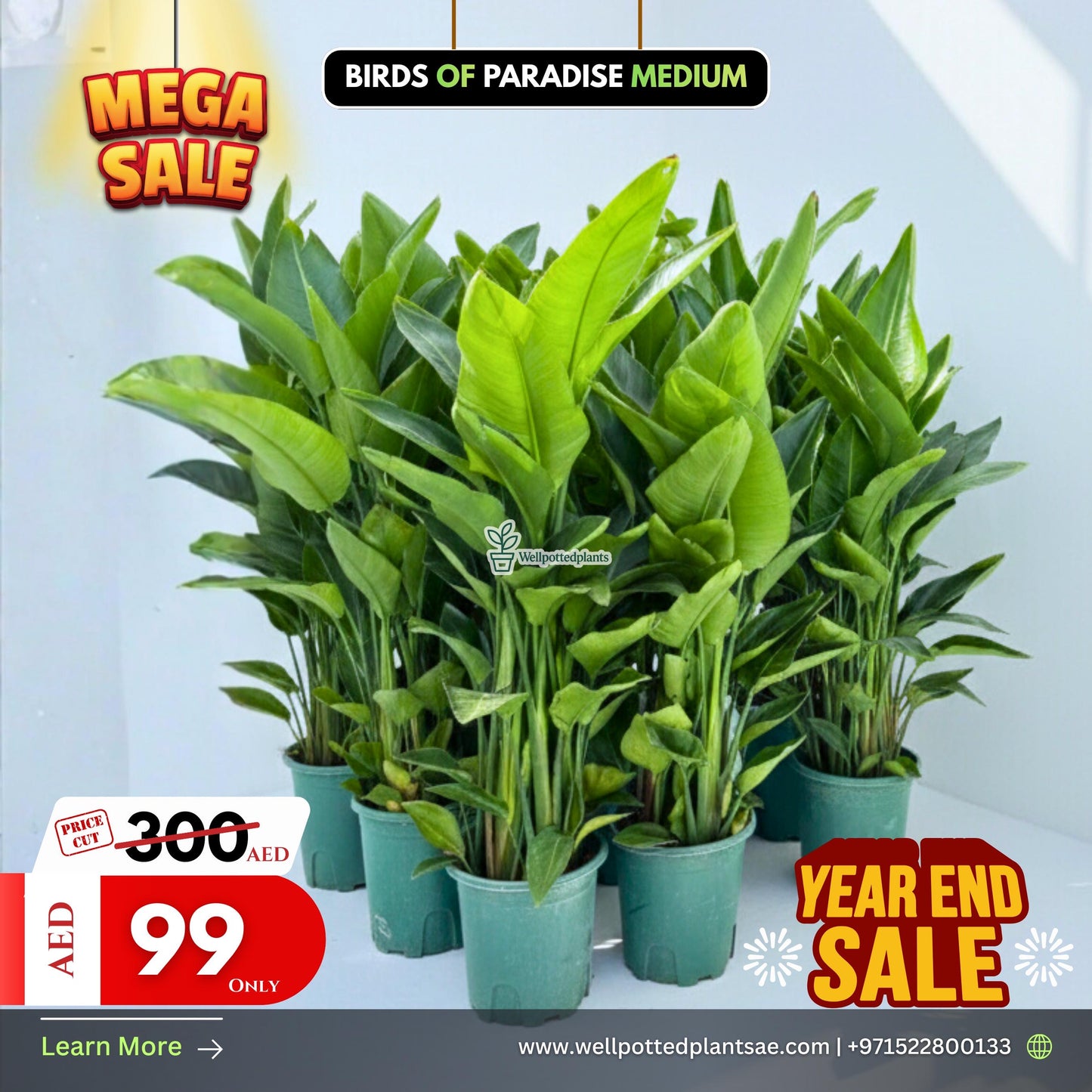 Mega Sale Birds of Paradise Medium 100-140cm