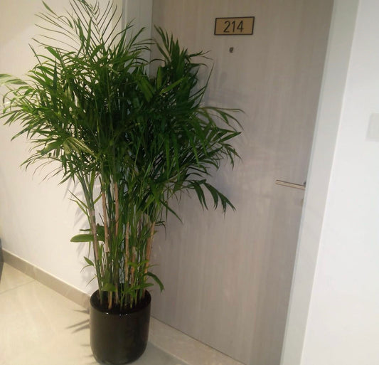 Office Plant Bamboo Palm in Black PROMO