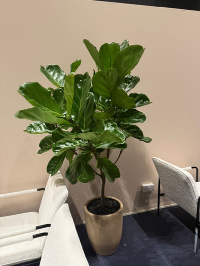 Ficus Tree Premium Large Plants Dubai