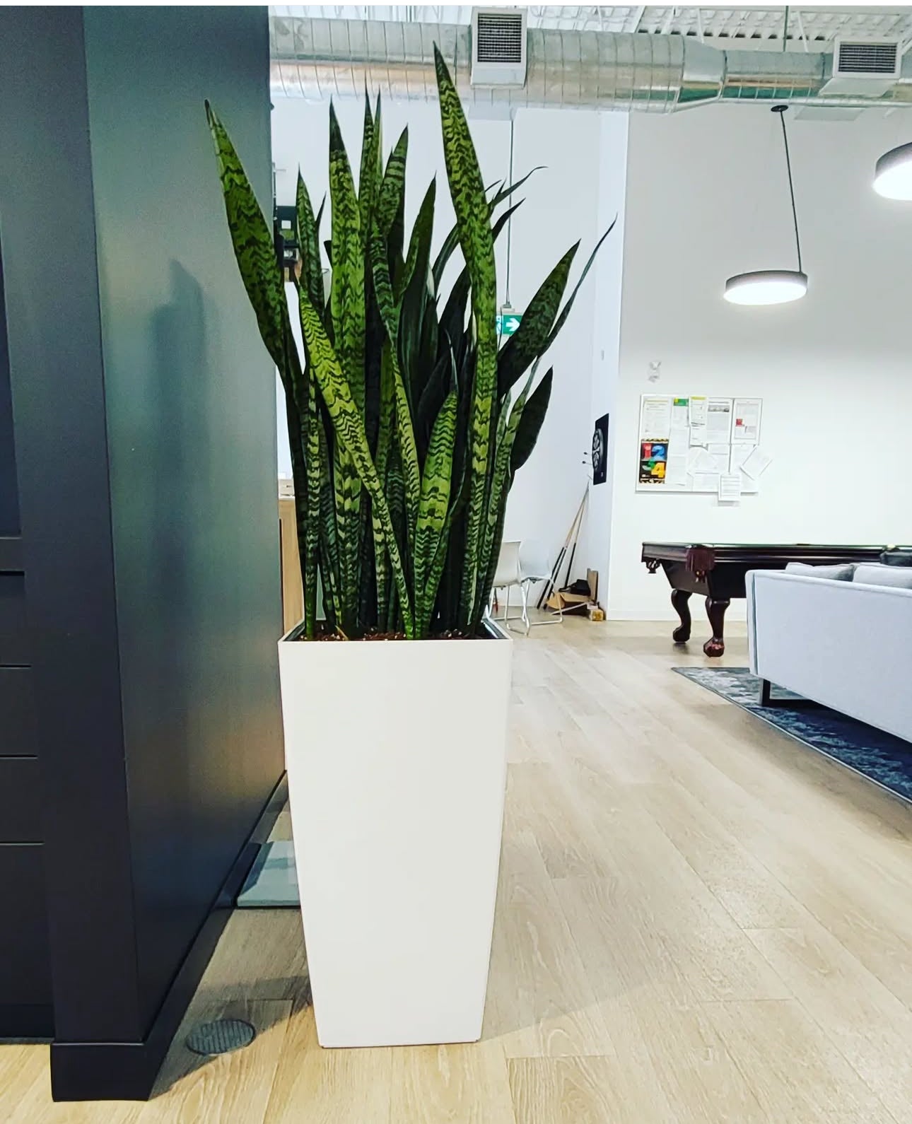 Snakeplant Premium in Fiber Pot