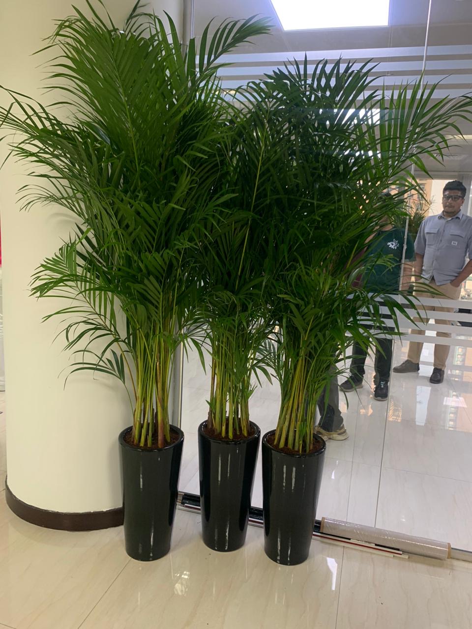 Areca Palm  Bundle (7 Pc) Indoor Office Plants Dubai
