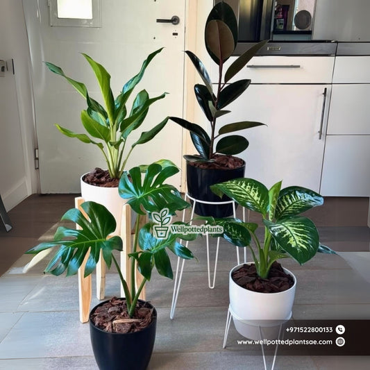 Air Purifying Plants  4 Plants Bundle