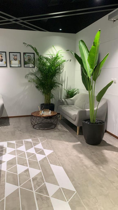 Office Plants Big Areca + Big Travellers Palm Bundle