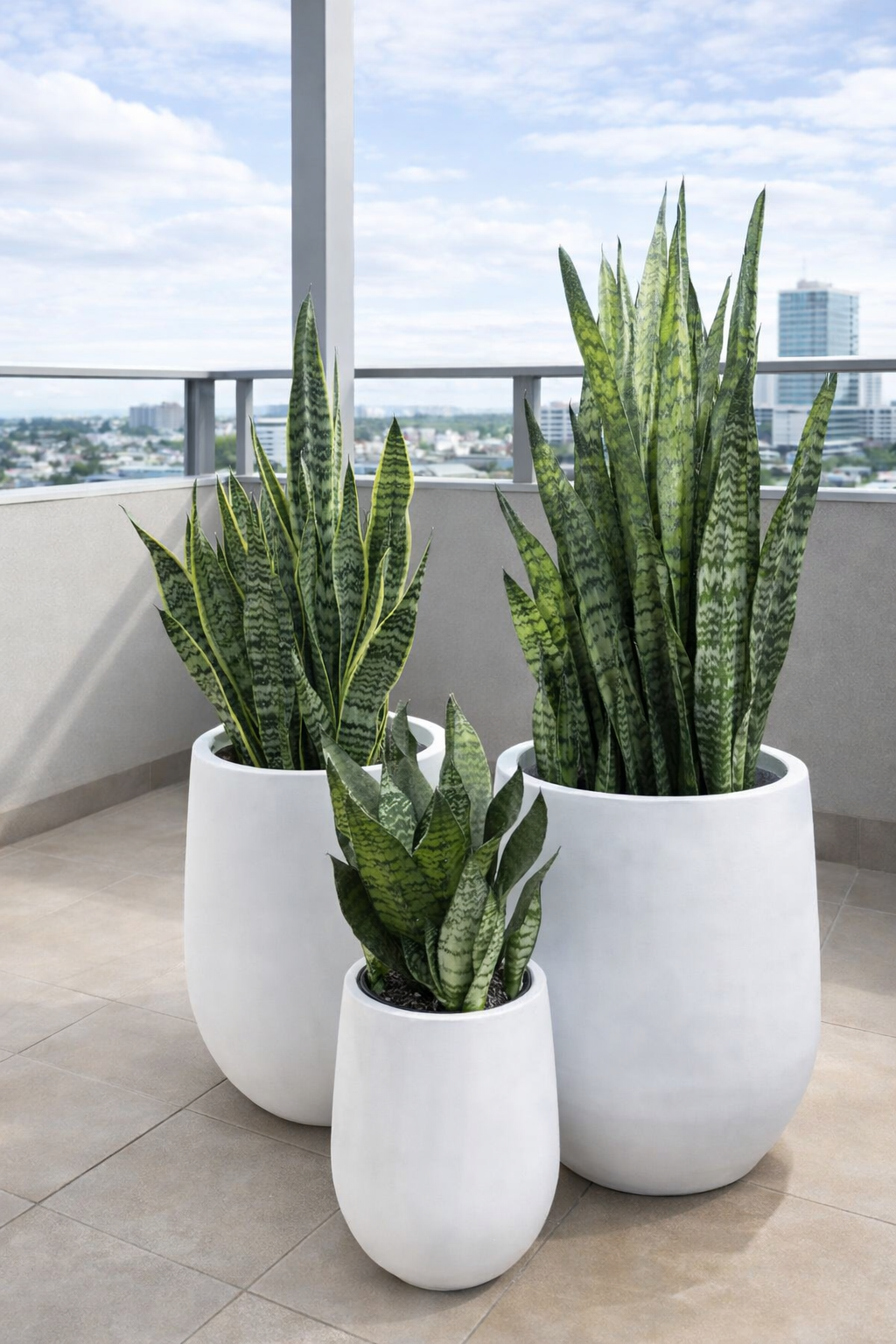 Balcony Plants Bundle Premium Pots in UAE. Three snake plants in white pots on a balcony with a cityscape view.
