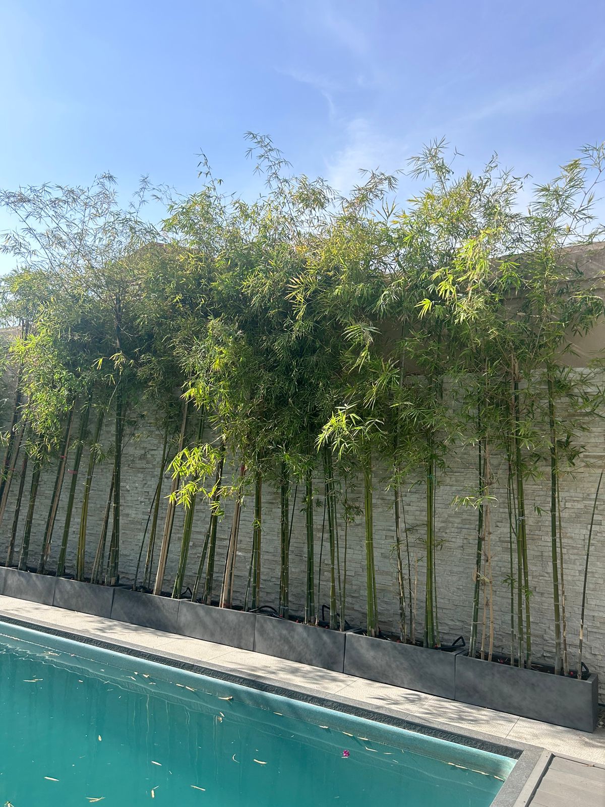 Bamboo Tree Privacy Plant 3meters to 4meter Plants UAE.