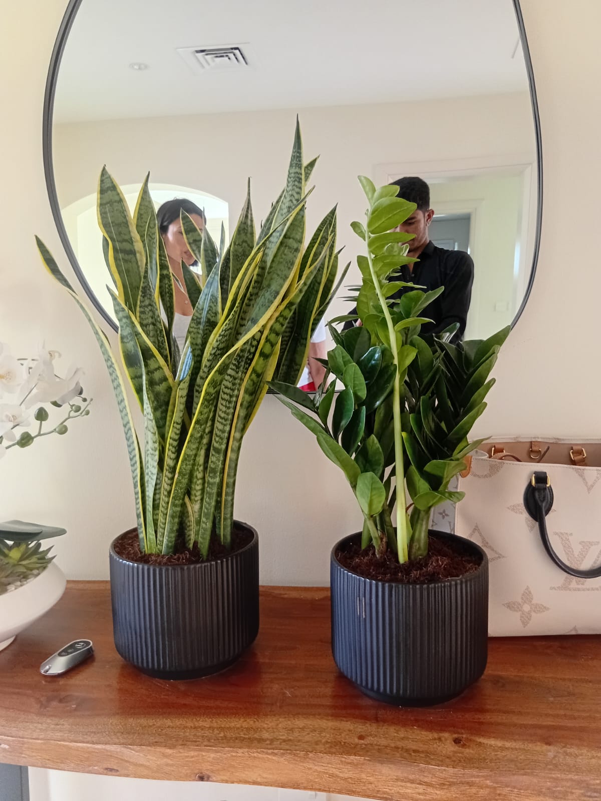 Begginer Friendly Zizi + Snakeplant Indoor Plants Dubai