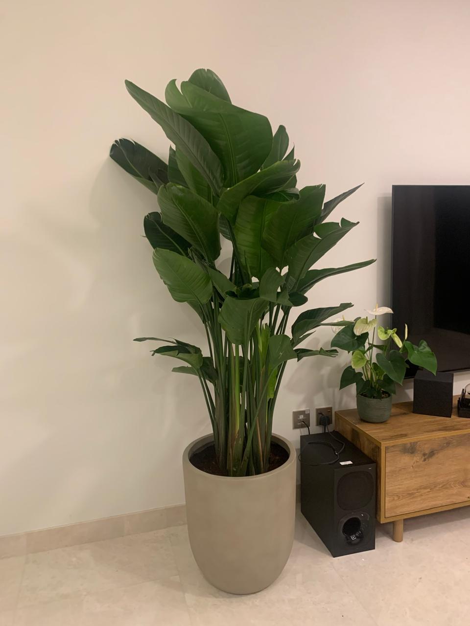 Beige Fiber 40cmx 30cm Pot Premium Plant UAE