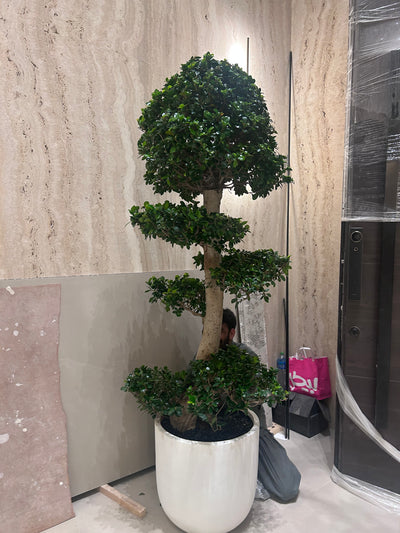Big Bonsai 2.5m to 3meter Outdoor Plants UAE