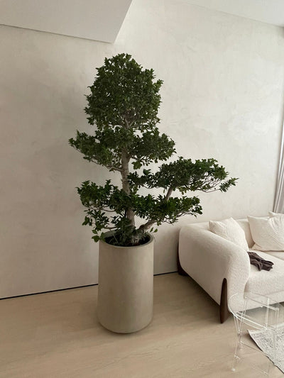 Big Bonsai Premium XL Size  in Fiber Matte Beige Indoor Plants UAE