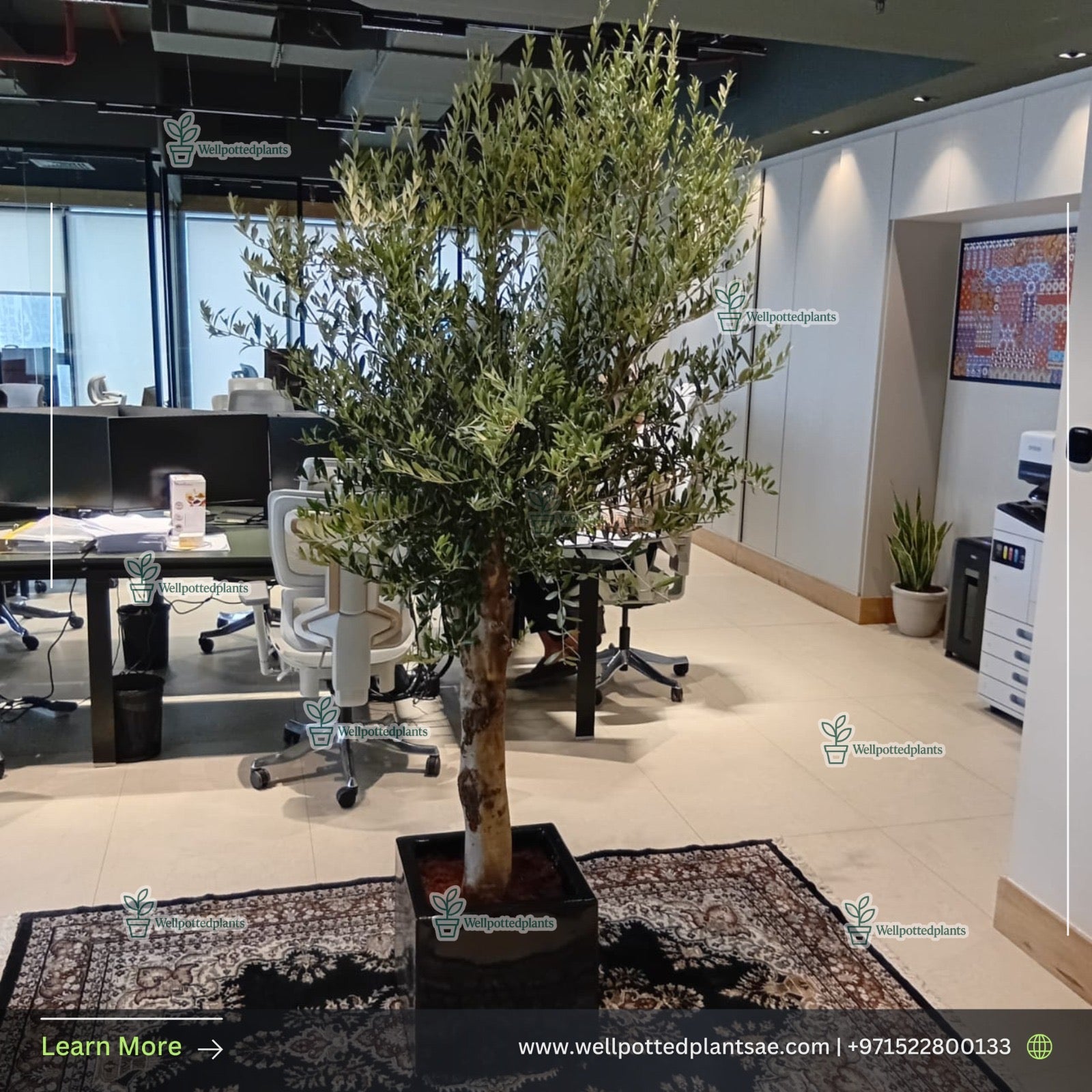 Big Olive in Square Classy Fiber Pot Plants Dubai