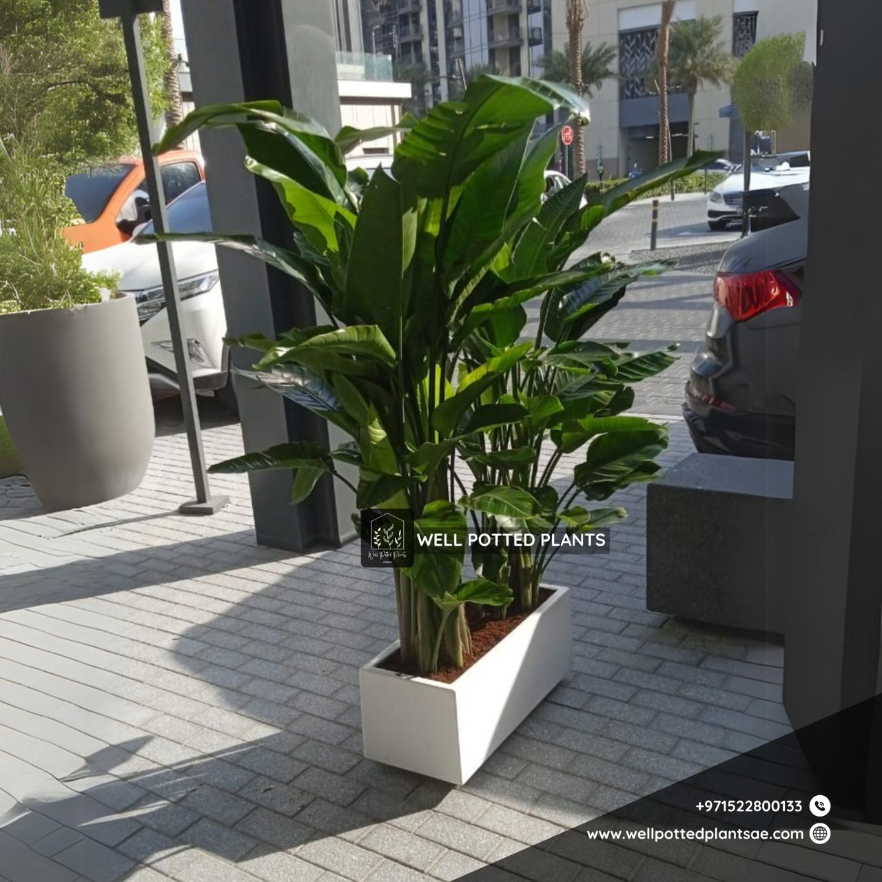 Bird of Paradise Bundle in Fiber Indoor Plants UAE