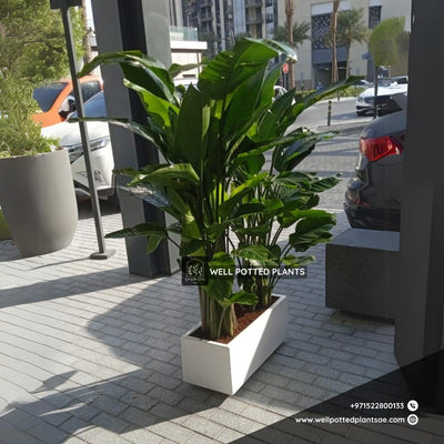 Bird of Paradise Bundle in Fiber Indoor Plants UAE
