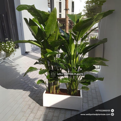 Bird of Paradise Bundle in Fiber Plants UAE