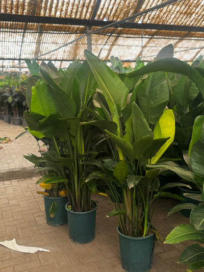 Bird of Paradise Members Exclusive Deal 110cm to 130cm-199DH