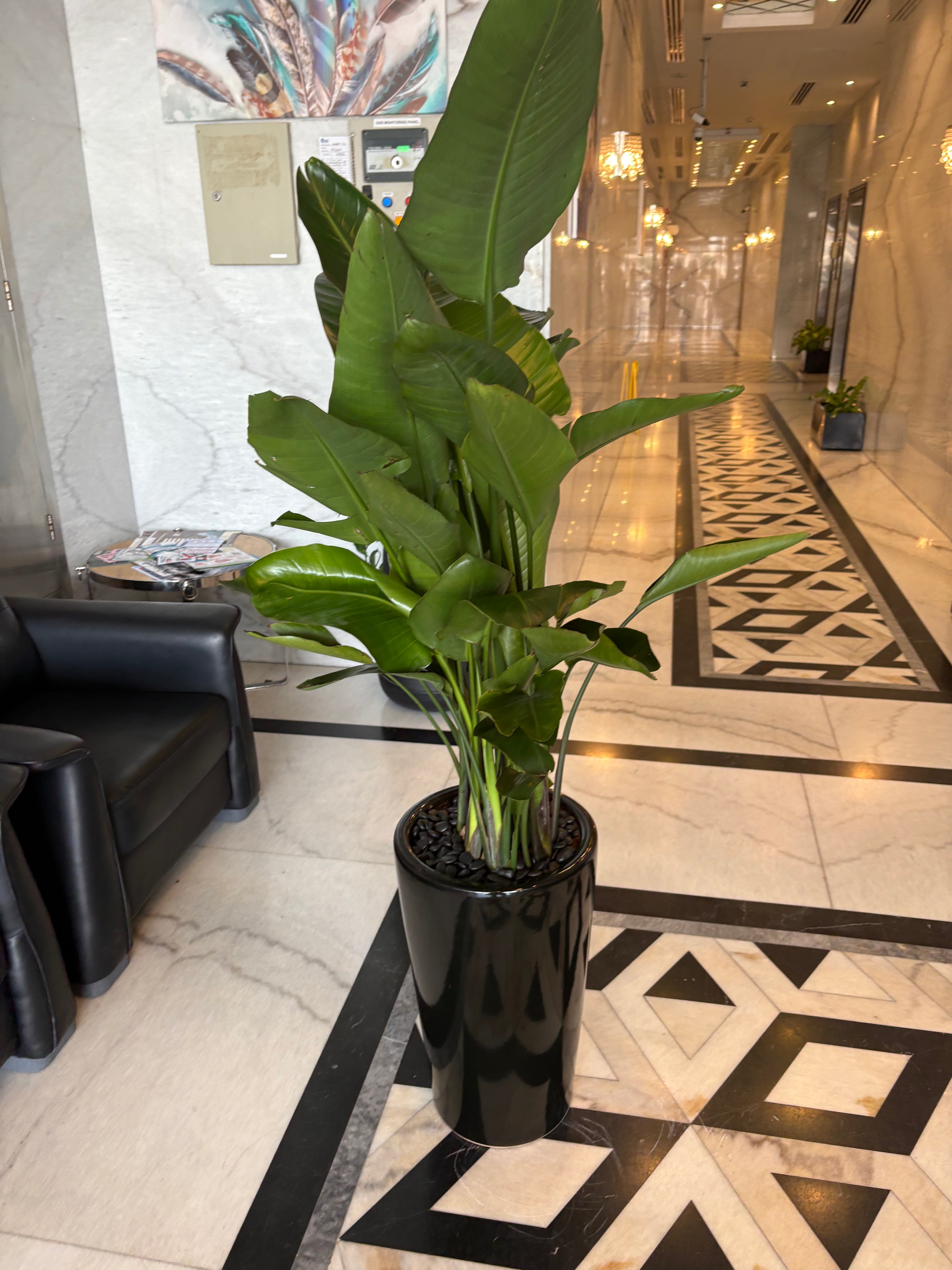 Bird of Paradise PROMO Plants UAE.