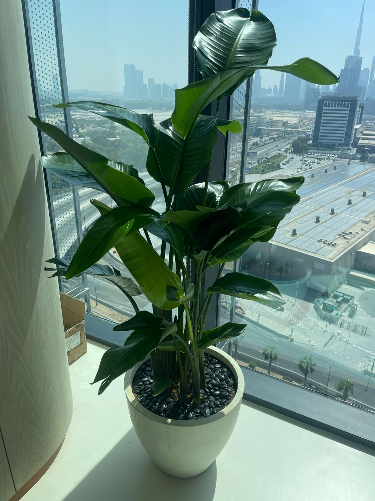 Bird of Paradise Premium Holland Origin in Fiber Classy Pot 2m XLarge Plants UAE