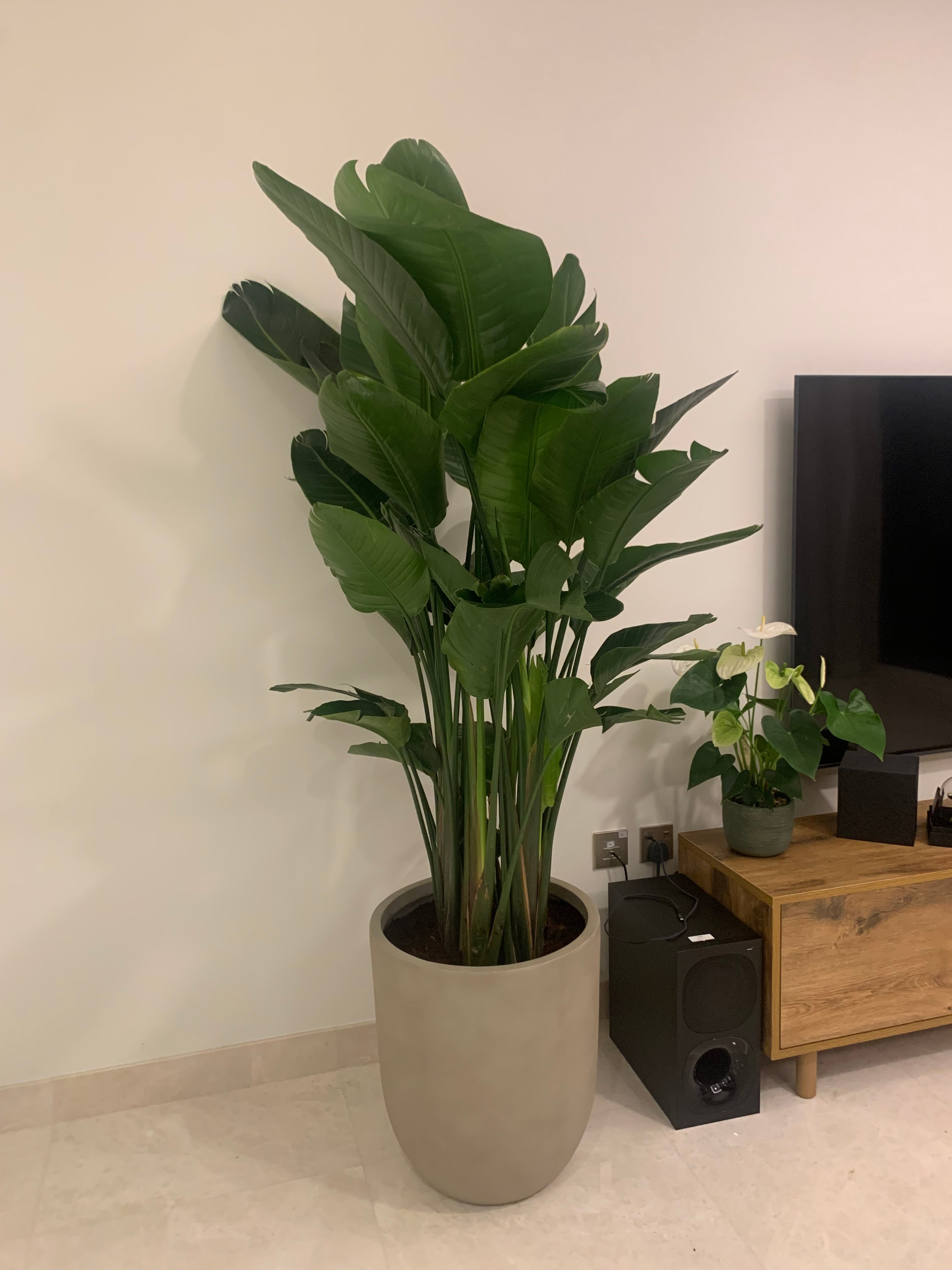 Bird of Paradise Premium in Beige Classy Fiber Pot Plants UAE