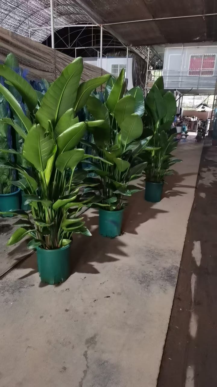 Bird of Paradise Strelitzia Reginae 180cm in Nursery Pot Plants UAE