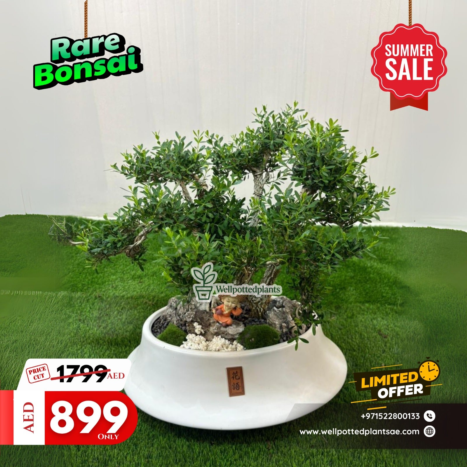 Bonsai Chinese Premium Plants UAE