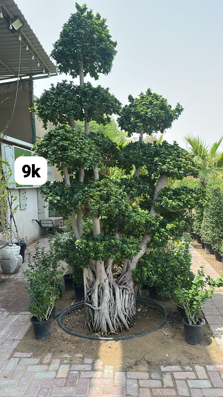 Bonsai Green Master XXL Premium Shop Exclusive Plants UAE.
