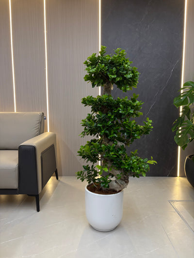 Bonsai Indoor Plant 110–130 cm – Clearance Sale, UAE