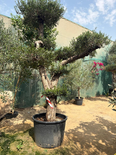 Bonsai Olive Tree Plants UAE. Potted olive tree in an outdoor setting with a green fence and blue sky.