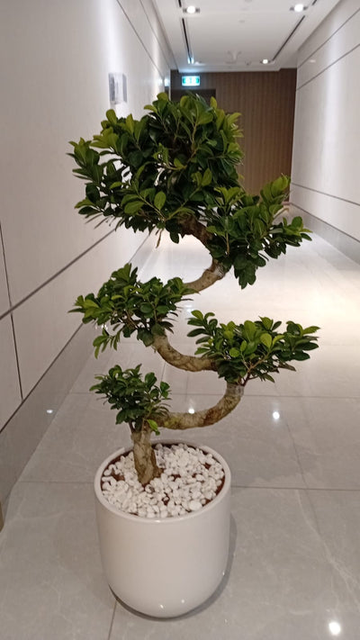 Potted bonsai tree in a modern indoor setting