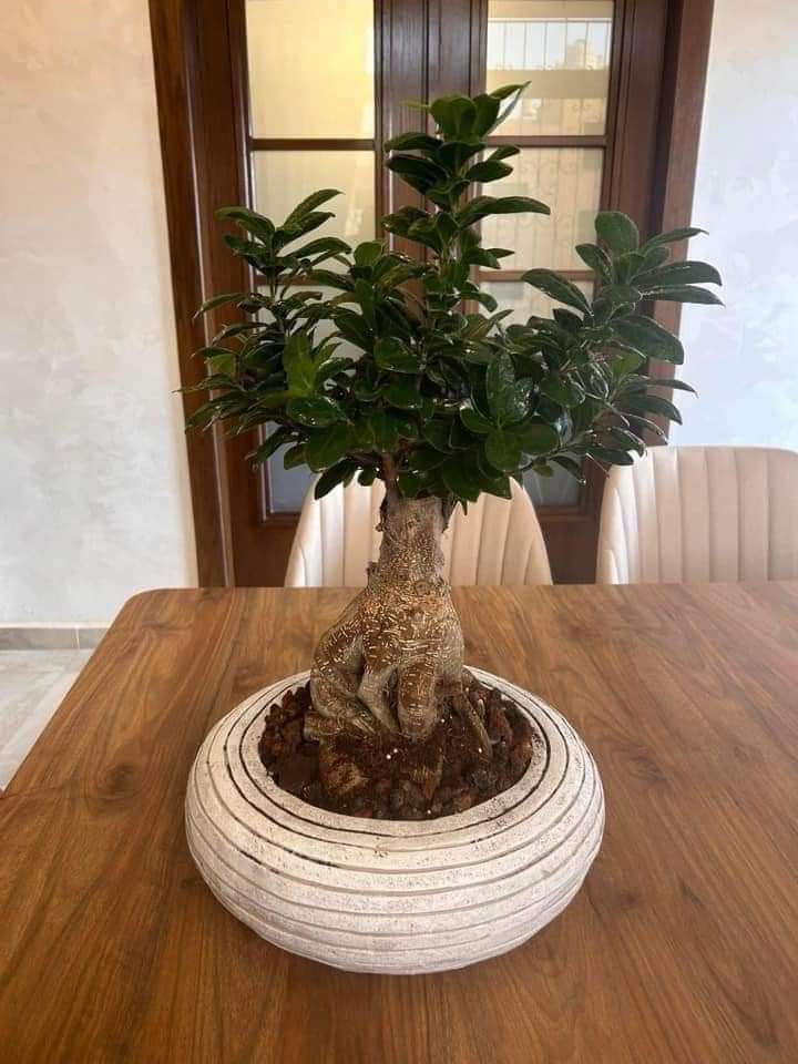 Bonsai Premium Table Indoor Plants Dubai. Bonsai tree in a decorative pot on a wooden table