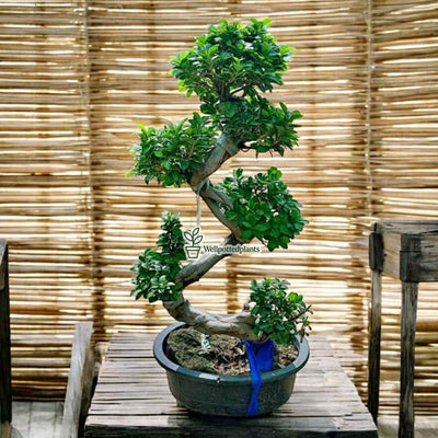 Bonsai Premium in White Ceramic Imported From Thailand Plants Dubai