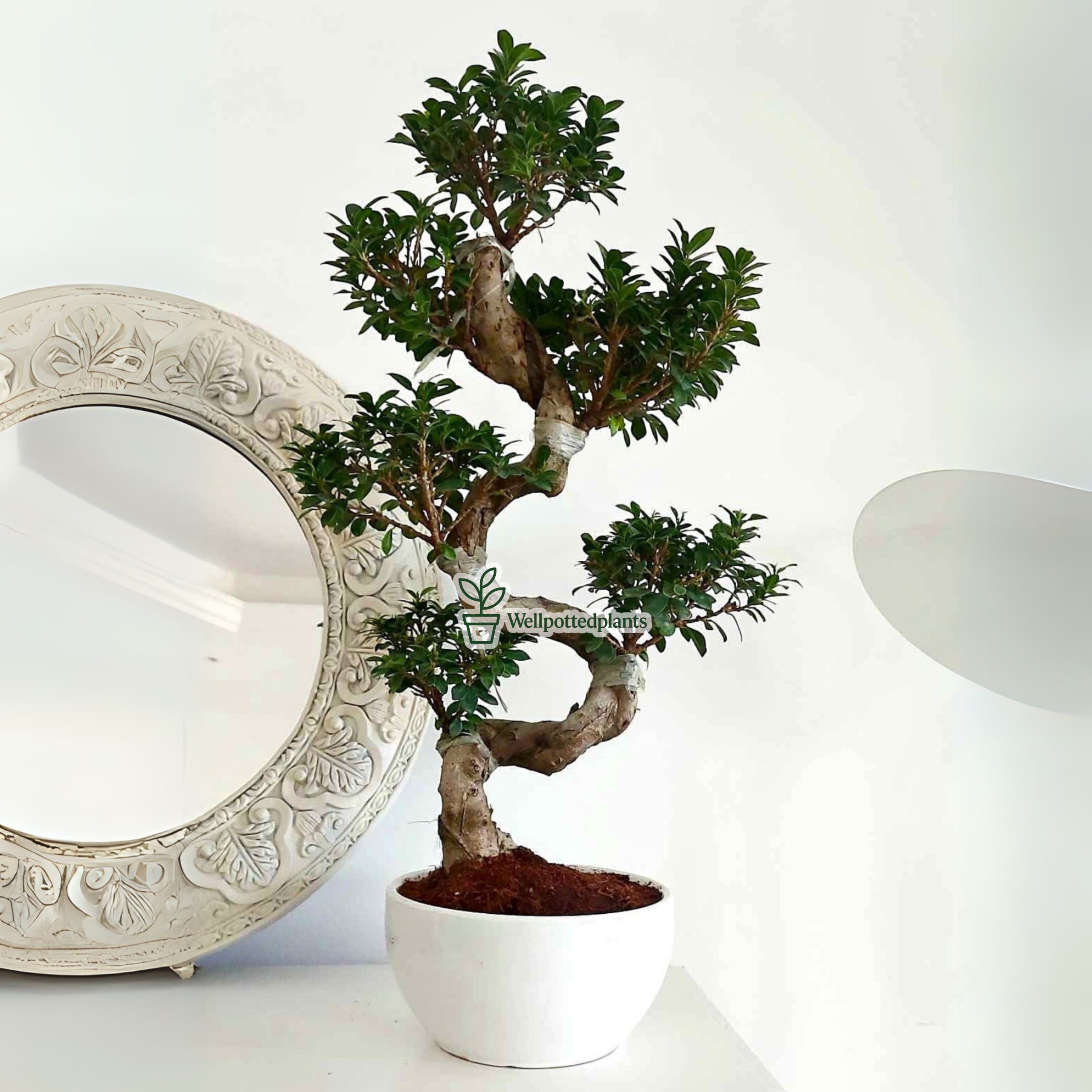 Bonsai Premium in White Ceramic Imported From Thailand Plants UAE.