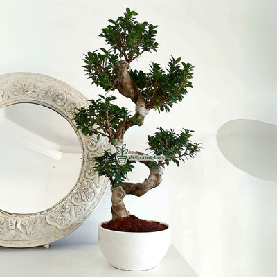 Bonsai Premium in White Ceramic Imported From Thailand Plants UAE.