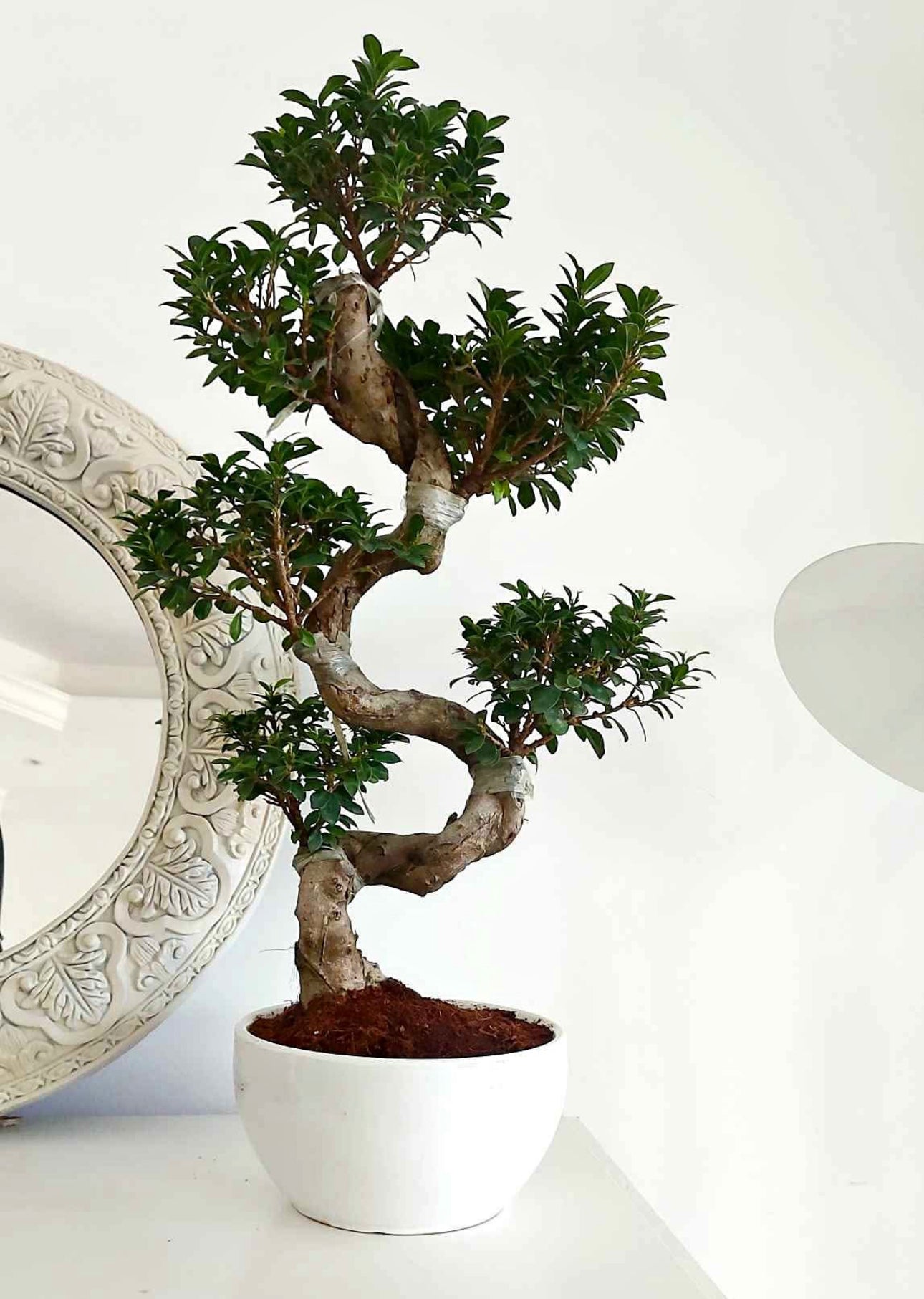 Bonsai Premium in White Ceramic Thailand Plants UAE.