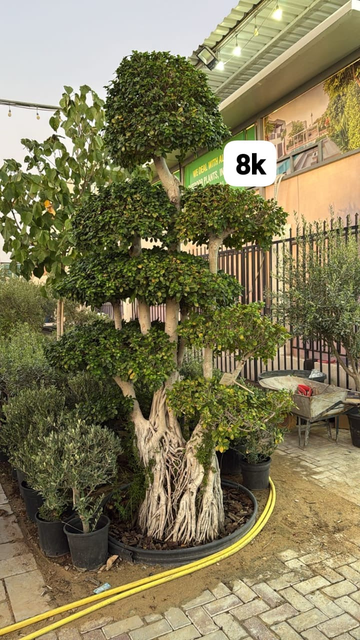 Bonsai Sensei XXL Premim Shop Exclusive Plants Dubai