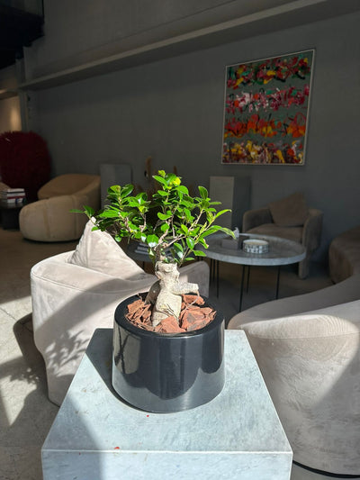 Bonsai Table Indoor Plant UAE.