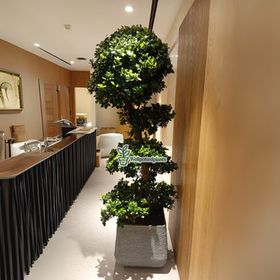 Bonsai XL  in Plastic Pot 1.8 to 2m Plants UAE.