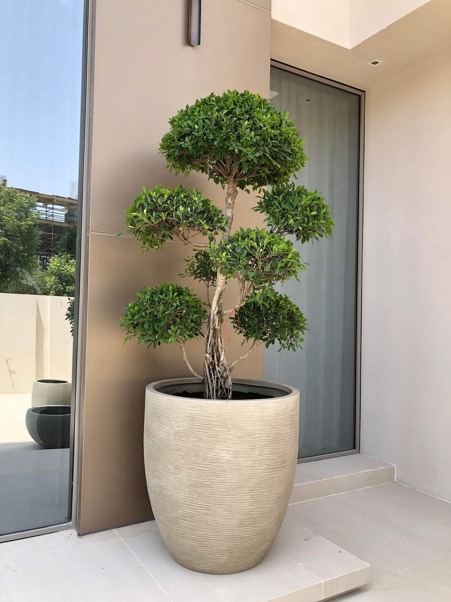 Bonsai XXL Premium in Beige Outdoor Plants UAE