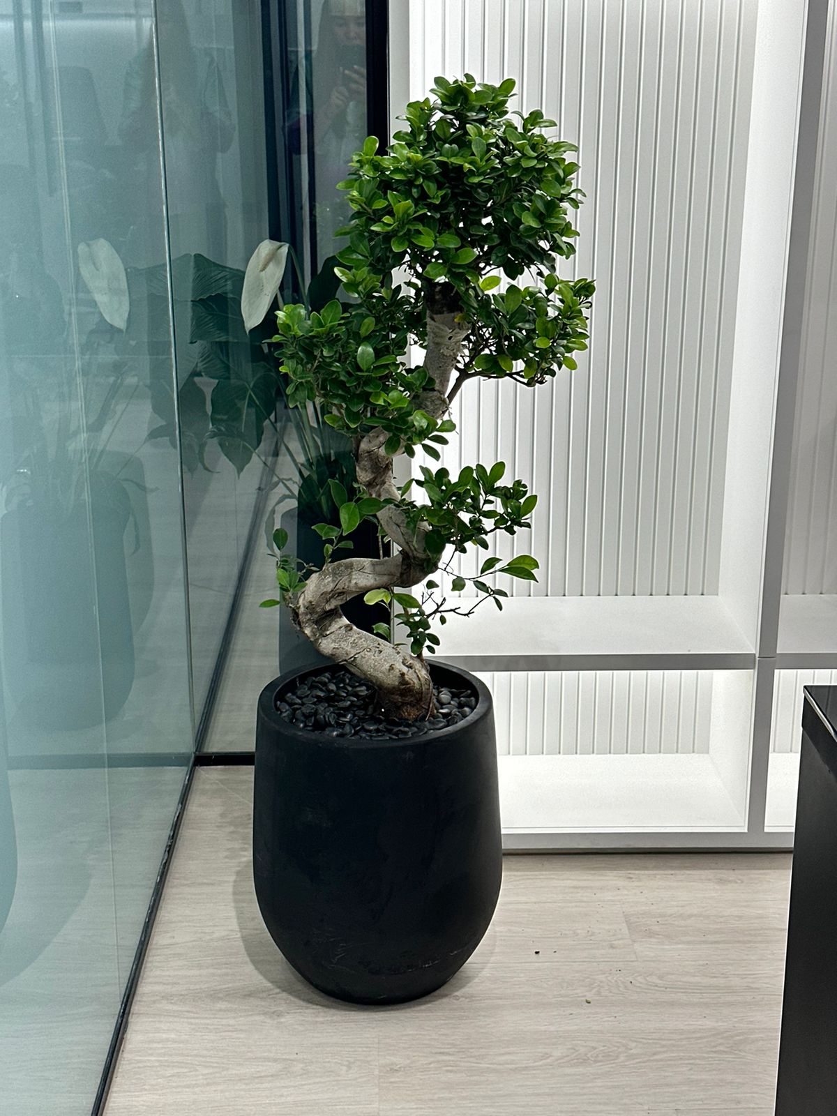 Bonsai for Balcony Plant Dubai. Potted bonsai tree in a modern indoor setting with glass walls.