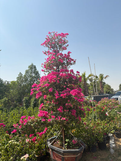 Bougainvillea Bonsai Giant Premium Rare Collectible Plant Dubai.