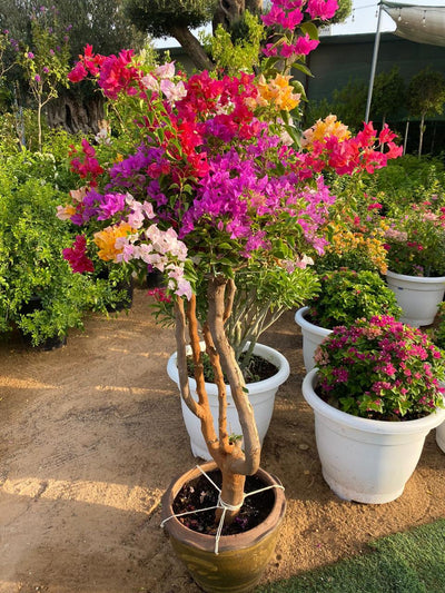 Bougainvillea Bonsai Indoor Plants UAE.