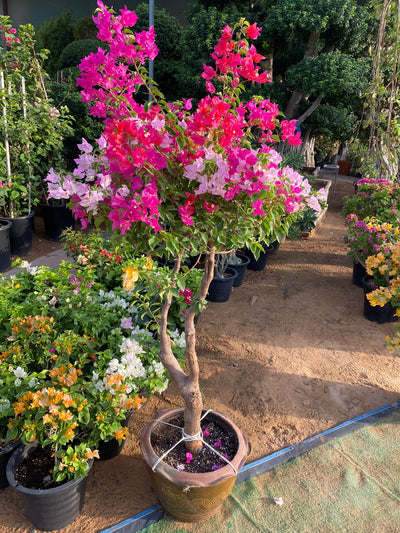 Bougainvillea Bonsai Indoor Plants dubai.