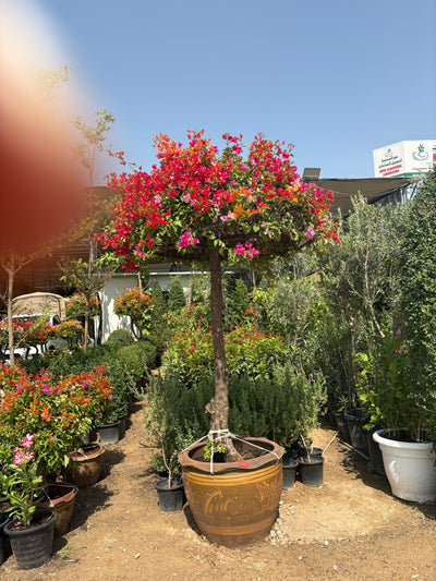 Bougainvillea Giant 2.5m to 3m Statement Plants Dubai.