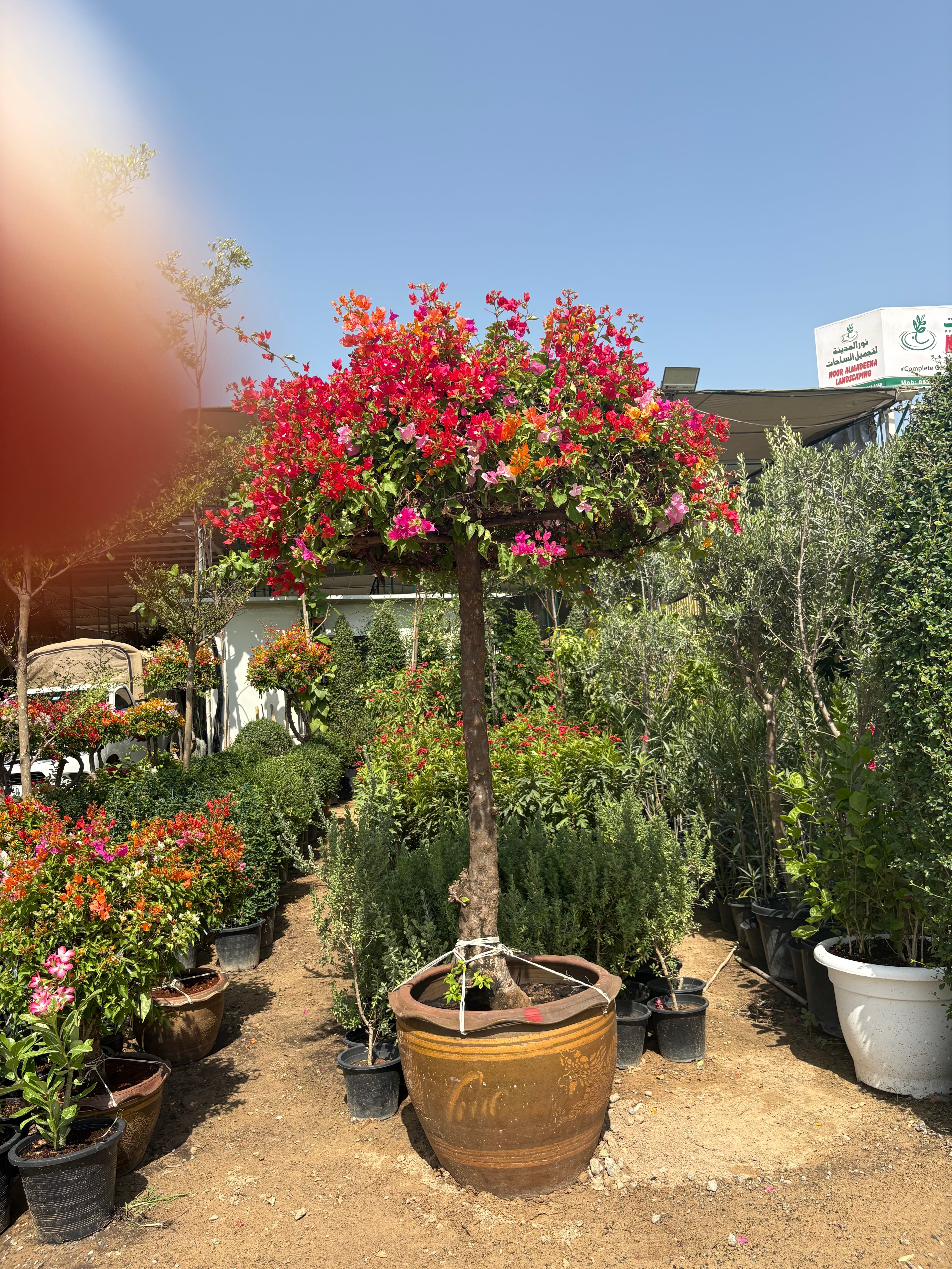Bougainvillea Giant 2.5m to 3m Statement Plants Dubai.