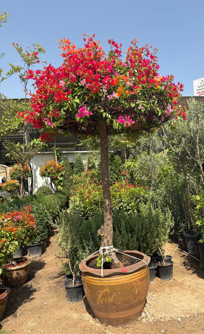 Bougainvillea Giant 2.5m to 3m Statement Plants UAE.