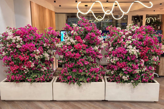 Bougainvillea plant in rectangular pot for outdoor decor