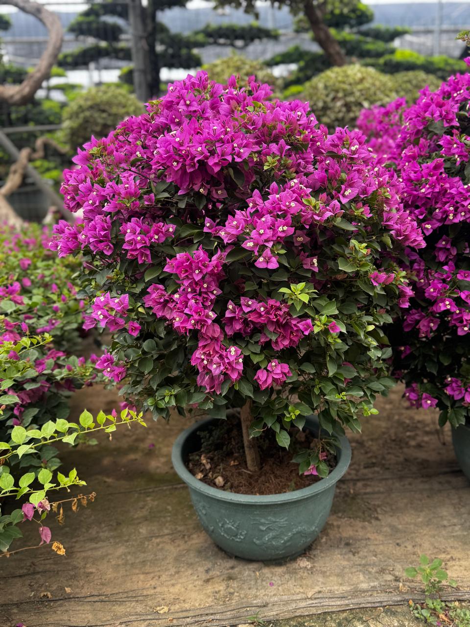 Bougainvillea Premium Bonsai Rare Plants UAE.