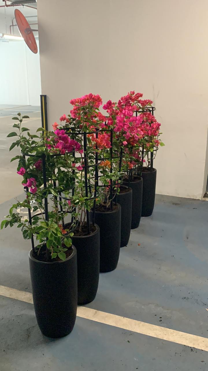 Bougainvillea in Black Office Indoor Plants Dubai